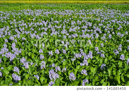 Water hyacinth flower field behind the roadside station in Otone, Kazo City Water hyacinth flower field behind the roadside station in Otone, Kazo City 141885450