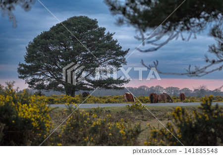 Lone Tree New Forest Lone Tree New Forest 141885548