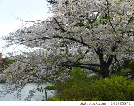 Senzokuike Park, Ota Ward; Senzokuike Station, Tokyu Ikegami Line; Minami-Senzoku, Ota Ward, Tokyo; Designated Scenic Spot of Tokyo. Senzokuike Park, Ota Ward; Senzokuike Station, Tokyu Ikegami Line; Minami-Senzoku, Ota Ward, Tokyo; Designated Scenic Spot of Tokyo. 141885841