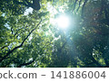 Summer sunshine Summer sunshine 141886004