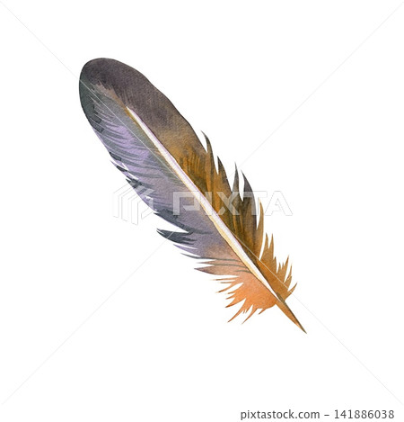 Watercolor bird feather in purple grey and warm orange tones, hand painted boho plumage illustration Watercolor bird feather in purple grey and warm orange tones, hand painted boho plumage illustration 141886038