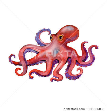 Watercolor red octopus with curling purple tentacles, hand painted vibrant sea creature illustration Watercolor red octopus with curling purple tentacles, hand painted vibrant sea creature illustration 141886039
