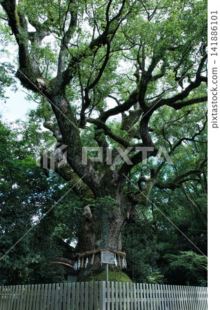 在名古屋熱田神社內,有一棵名為「Ōkusu」的千年聖樟樹,高聳入雲。 在名古屋熱田神社內,有一棵名為「Ōkusu」的千年聖樟樹,高聳入雲。 141886101