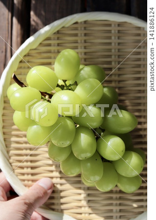 美味但略帶瑕疵的 Shine Muscat 葡萄盛放在竹篩上。 美味但略帶瑕疵的 Shine Muscat 葡萄盛放在竹篩上。 141886124