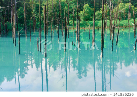 Shirogane Blue Pond in summer (Biei Town, Hokkaido) Shirogane Blue Pond in summer (Biei Town, Hokkaido) 141886226