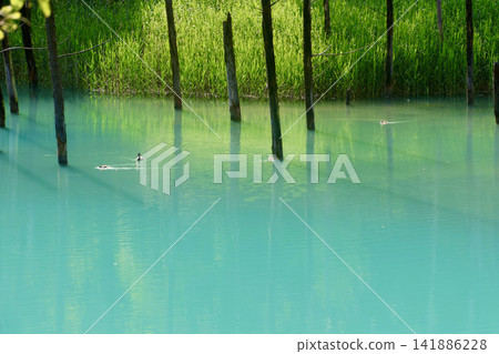 夏天的白金青池(北海道美瑛町) 夏天的白金青池(北海道美瑛町) 141886228
