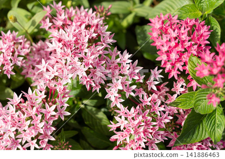 A field of red and pink pentas flowers A field of red and pink pentas flowers 141886463