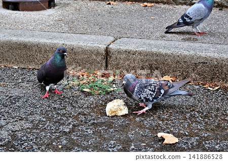 Urban Pigeons Eating Bread Scraps on Pavement. Urban Pigeons Eating Bread Scraps on Pavement. 141886528