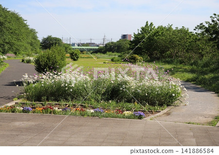 A scene of white oxeye daisies and pink cornflowers and other blossoms in a spring park. A scene of white oxeye daisies and pink cornflowers and other blossoms in a spring park. 141886584