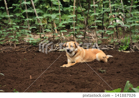 A pet dog leisurely guarding a field. A pet dog leisurely guarding a field. 141887026