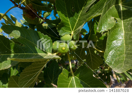 Fig Tree with Green Figs Against a Blue Sky Fig Tree with Green Figs Against a Blue Sky 141887028