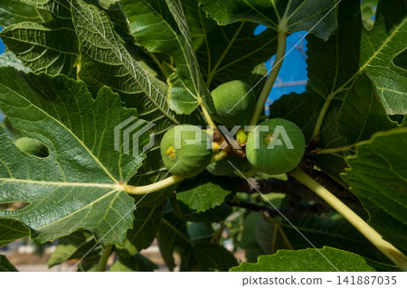 Fig Tree with Green Figs Against a Blue Sky Fig Tree with Green Figs Against a Blue Sky 141887035