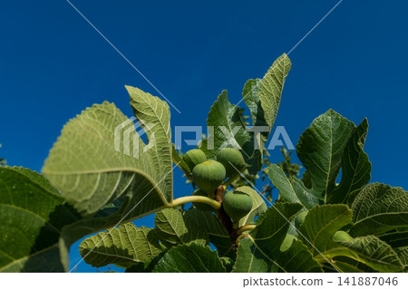 Fig Tree with Green Figs Against a Blue Sky Fig Tree with Green Figs Against a Blue Sky 141887046