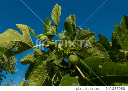 Fig Tree with Green Figs Against a Blue Sky Fig Tree with Green Figs Against a Blue Sky 141887060