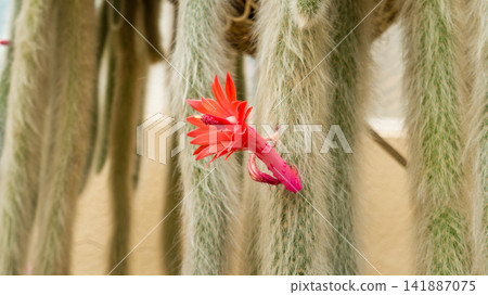 Flowering Cactus with Vibrant Red Bloom Flowering Cactus with Vibrant Red Bloom 141887075