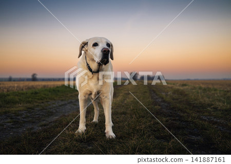 Senior Labrador Retriever standing on rural dirt road at sunrise Senior Labrador Retriever standing on rural dirt road at sunrise 141887161