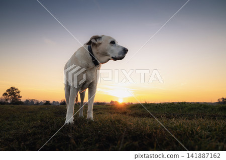 Senior Labrador Retriever standing on rural dirt road at sunrise Senior Labrador Retriever standing on rural dirt road at sunrise 141887162