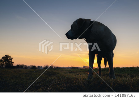 Silhouette of senior Labrador Retriever standing on rural dirt road at sunrise Silhouette of senior Labrador Retriever standing on rural dirt road at sunrise 141887163