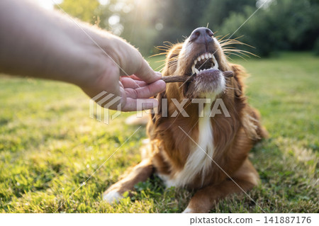 Man hand giving treat to Nova Scotia Duck Tolling Retriever on meadow Man hand giving treat to Nova Scotia Duck Tolling Retriever on meadow 141887176