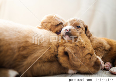 Puppies of Nova Scotia Duck Tolling Retriever sleeping together Puppies of Nova Scotia Duck Tolling Retriever sleeping together 141887177