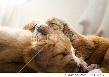 Puppies of Nova Scotia Duck Tolling Retriever sleeping together Puppies of Nova Scotia Duck Tolling Retriever sleeping together 141887178
