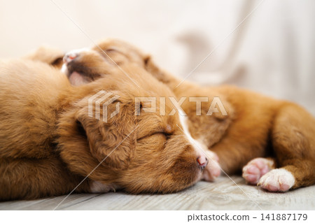 Puppies of Nova Scotia Duck Tolling Retriever sleeping together Puppies of Nova Scotia Duck Tolling Retriever sleeping together 141887179