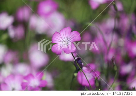 Pink cornflower blossoms in the spring park Pink cornflower blossoms in the spring park 141887325