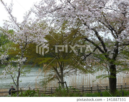 Senzokuike Park, Ota City; Senzokuike Station, Tokyu Ikegami Line; Minami-Senzoku, Ota-ku, Tokyo; Tokyo Metropolitan Government Designated Place of Scenic Beauty; Aquatic Botanical Garden 141887331