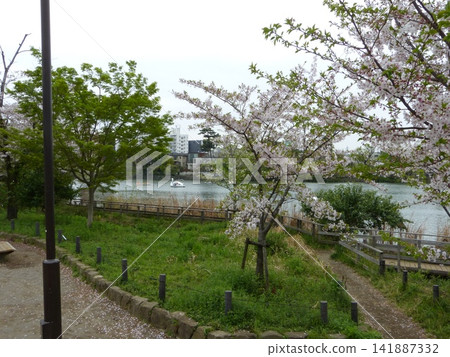 Senzokuike Park, Ota City; Senzokuike Station, Tokyu Ikegami Line; Minami-Senzoku, Ota-ku, Tokyo; Tokyo Metropolitan Government Designated Place of Scenic Beauty; Aquatic Botanical Garden Senzokuike Park, Ota City; Senzokuike Station, Tokyu Ikegami Line; Minami-Senzoku, Ota-ku, Tokyo; Tokyo Metropolitan Government Designated Place of Scenic Beauty; Aquatic Botanical Garden 141887332