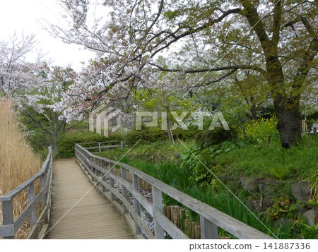 深潛池公園,大田市;東急池上線深潛池站;東京都大田區南深潛;東京都政府指定風景名勝;水生植物園 深潛池公園,大田市;東急池上線深潛池站;東京都大田區南深潛;東京都政府指定風景名勝;水生植物園 141887336