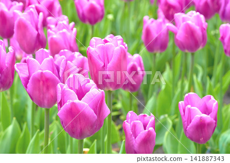Cute delicate pink tulips.Peace and calm harmony Cute delicate pink tulips.Peace and calm harmony 141887343