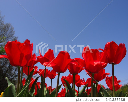Photographs of the ecology of tulip flowers Photographs of the ecology of tulip flowers 141887386