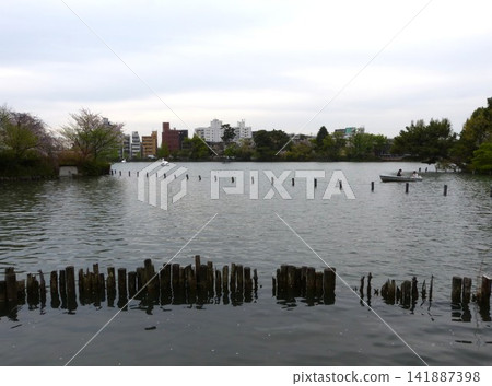 Senzokuike Park, Ota City; Senzokuike Station, Tokyu Ikegami Line; Minami-Senzoku, Ota-ku, Tokyo; Tokyo Metropolitan Government Designated Place of Scenic Beauty; Aquatic Botanical Garden Senzokuike Park, Ota City; Senzokuike Station, Tokyu Ikegami Line; Minami-Senzoku, Ota-ku, Tokyo; Tokyo Metropolitan Government Designated Place of Scenic Beauty; Aquatic Botanical Garden 141887398