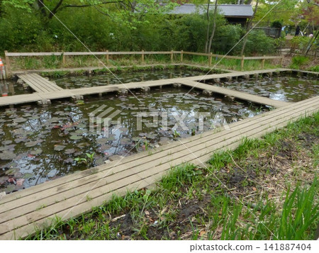 大田區洗足池公園;東急池上線洗足池站;東京大田區南洗足;東京指定名勝。 大田區洗足池公園;東急池上線洗足池站;東京大田區南洗足;東京指定名勝。 141887404