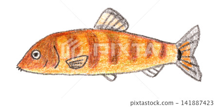 用色鉛筆繪製的香魚（一種魚）。 141887423