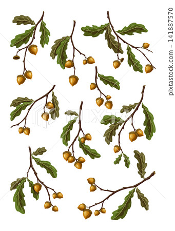 Oak branches with acorns and green leaves Oak branches with acorns and green leaves 141887570