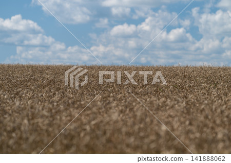 Golden wheat field stretches under a bright blue sky with fluffy white clouds dancing above on a sunny afternoon Golden wheat field stretches under a bright blue sky with fluffy white clouds dancing above on a sunny afternoon 141888062