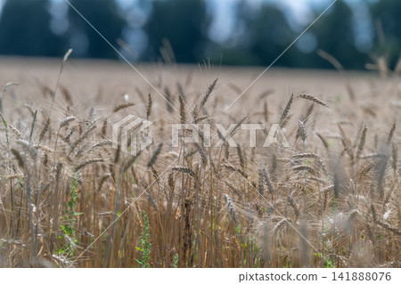 Golden wheat swaying gently under a clear blue sky in a serene countryside landscape Golden wheat swaying gently under a clear blue sky in a serene countryside landscape 141888076