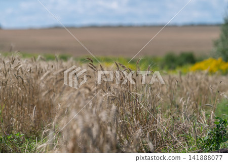 Golden wheat sways gently under a clear blue sky in a vibrant countryside landscape during a sunny day Golden wheat sways gently under a clear blue sky in a vibrant countryside landscape during a sunny day 141888077