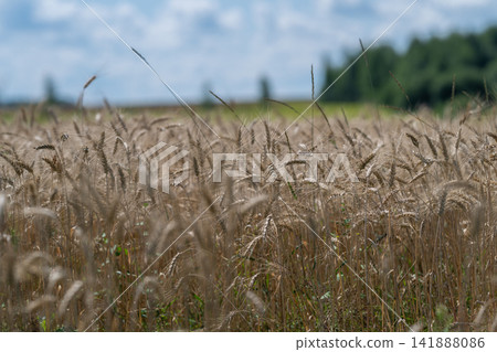Wheat sways gently in the warm sun under a vast blue sky with fluffy clouds above a serene countryside landscape 141888086
