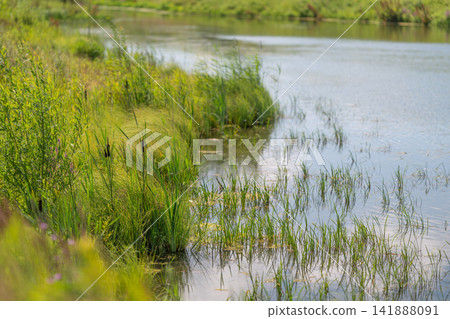 Morning tranquility at the riverbank with tall grasses swaying gently in the breeze Morning tranquility at the riverbank with tall grasses swaying gently in the breeze 141888091