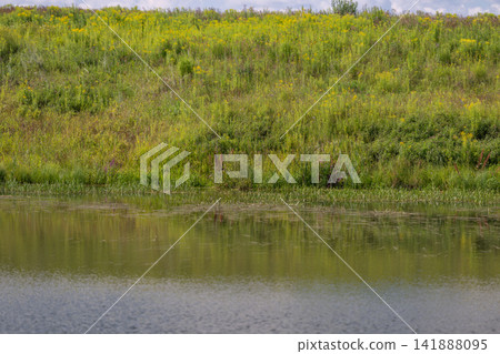 Vibrant green meadow reflecting on still water under a soft cloudy sky Vibrant green meadow reflecting on still water under a soft cloudy sky 141888095