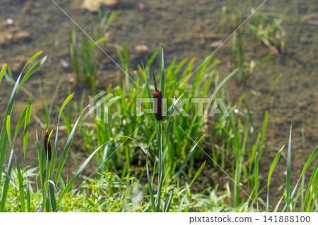 Tall marsh plants sway gently in the warm sunlight beside a tranquil pond adorned with vibrant greenery and soft reflections Tall marsh plants sway gently in the warm sunlight beside a tranquil pond adorned with vibrant greenery and soft reflections 141888100