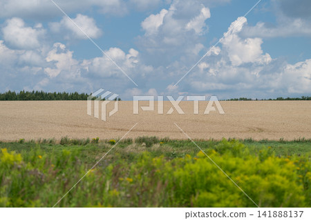 Golden fields stretch under a vast sky inviting a sense of calm and peace in a serene landscape Golden fields stretch under a vast sky inviting a sense of calm and peace in a serene landscape 141888137