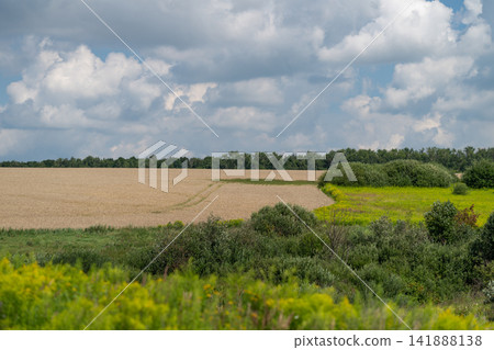 Golden fields meet lush greenery under a cloudy sky showcasing the beauty of nature in late summer Golden fields meet lush greenery under a cloudy sky showcasing the beauty of nature in late summer 141888138