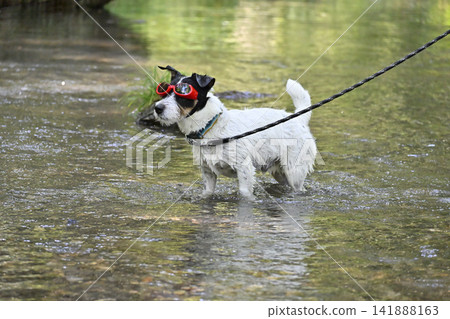 和我的狗在河裡玩耍──一隻很酷的傑克羅素梗犬（毛髮稀疏），戴著護目鏡。 141888163