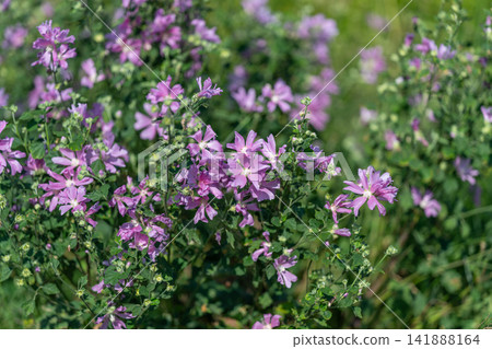Vibrant wildflowers bloom in a lush green meadow during a sunny afternoon Vibrant wildflowers bloom in a lush green meadow during a sunny afternoon 141888164