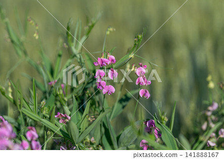 Vibrant wildflowers bloom under the warm sunlight in a serene field during a peaceful spring afternoon Vibrant wildflowers bloom under the warm sunlight in a serene field during a peaceful spring afternoon 141888167