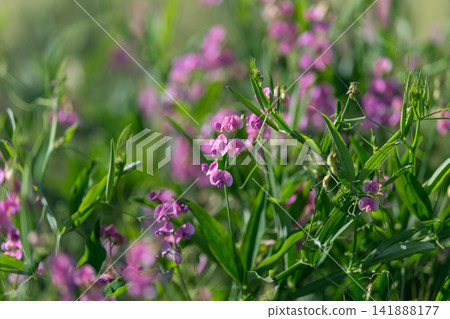 Vibrant purple flowers dance in the gentle breeze amidst a lush green field under the warm sunlight of a late afternoon Vibrant purple flowers dance in the gentle breeze amidst a lush green field under the warm sunlight of a late afternoon 141888177