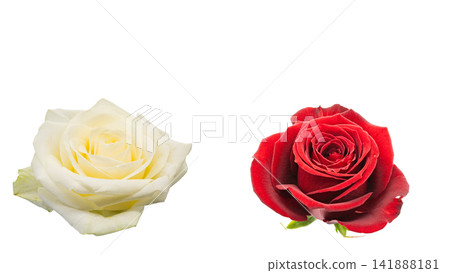 Set of two red and white roses (transparent background, macro function included) Set of two red and white roses (transparent background, macro function included) 141888181
